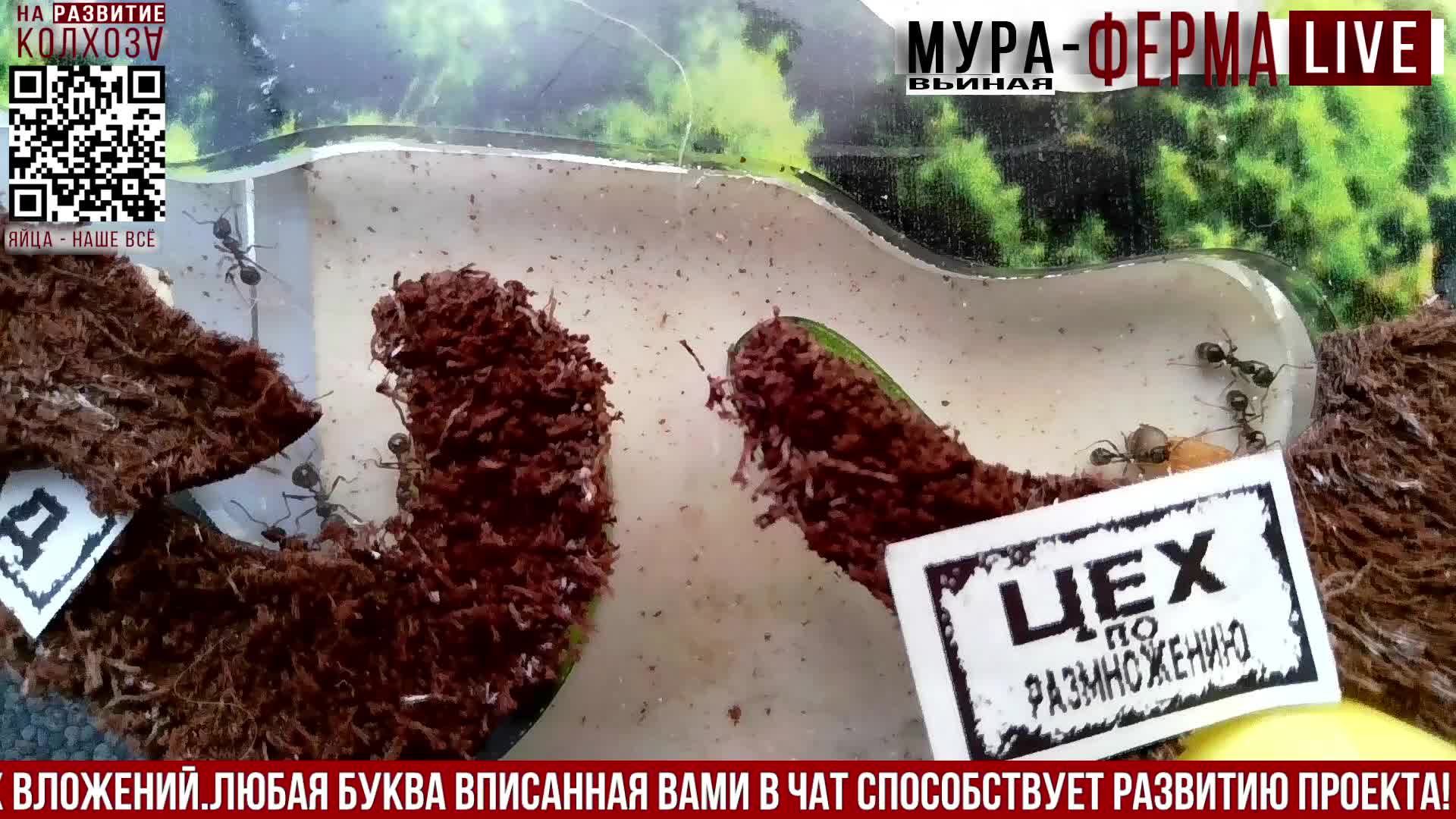 МУРА-ферма LIVE.Бункер 45.Муравьиная ферма!Муравьи Жнецы.+радио "Мураши LIVE".