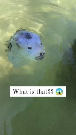 Это еще что такое?