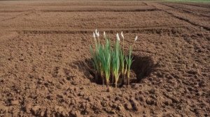 Как пересаживать ирисы - Советы для цветника