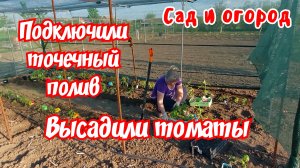 Сад и огород. Высадили томаты. Подключили точечный полив.