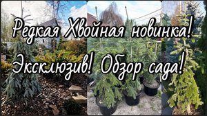 Редкая Хвойная новинка! ЭКСКЛЮЗИВ🔥Обзор сада! Пересадки! 5 мая 2025г #AbiesVeitchiiPendula #garden