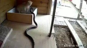 Мать кошка защитила своих котят от змеи🐍