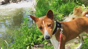 Идём в лес смотреть водопад. Лео & Фокс | Передержка собак Ростов