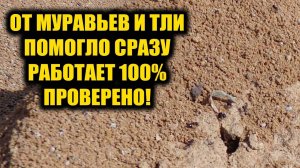 Муравьи исчезают на глазах и уходят навсегда. Рабочее средство от муравьев и тли