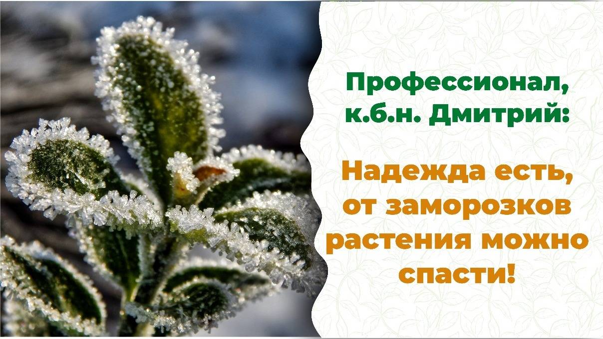 Заморозки, снег. Что делать? Как защитить растения? Есть способы. Смотри видео!
