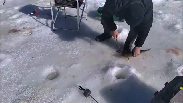 Дневные поимки форели на раттлины. Спорт-зона. Клёвое место Лосиный остров.
