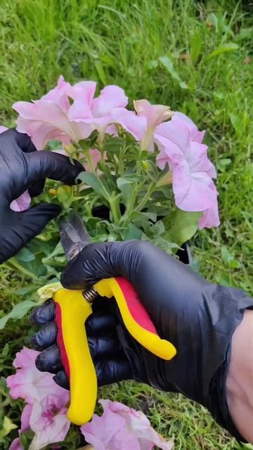 Стрижем петунию для того, чтобы получить большой обил? смотреть онлайн