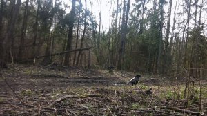 Тайны заброшенной лесной дороги.