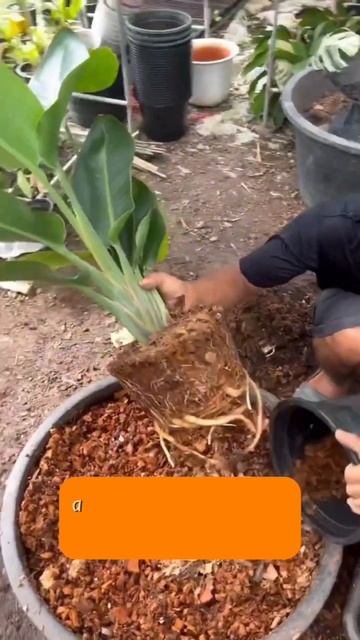 Стрелитция-(размножение, выращивание,уход.) смотреть онлайн