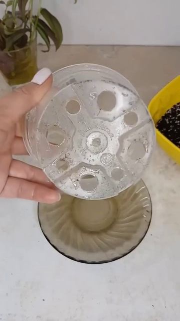 Что делать если вытянулась зебрина? лайфхак plants garden