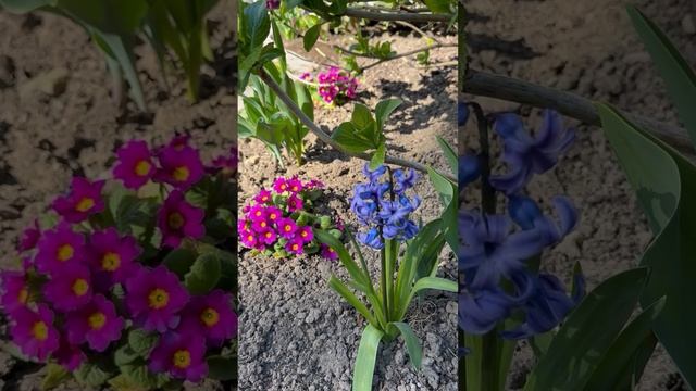 В огороде красота. Цветы цветут 🌷🌺🌸 Германия 6.4.25 го