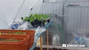 Наши 8,4 сотки🏡Сажаю лук🧅Привезла в теплицу рассаду перца и кабачков.Разметка будущих дорожек.