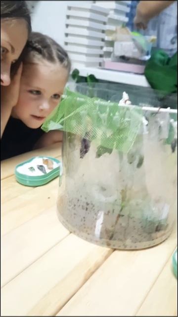 А вы знали что бабочек можно вырастить дома? #butterfly #баб