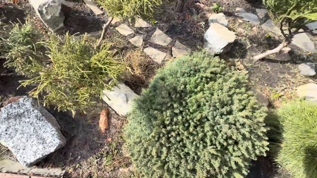 КАРЛИКОВЫЕ ХВОЙНЫЕ УДИВИЛИ! СТРИЖКА ЕЛИ “LITTLE GEM”! НАН? смотреть онлайн