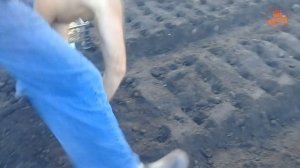 Как быстро посадить ЧЕСНОК и ЛУК под зиму!!!