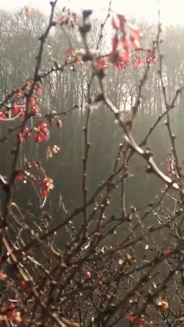 Ягода,лес,мир и весна рождает чудеса #nature