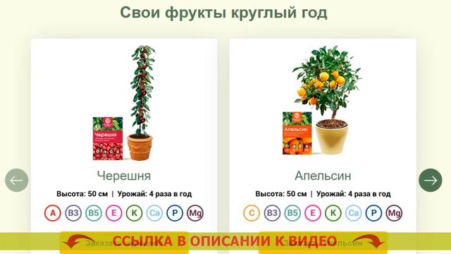 💣 ЛИМОН КУПИТЬ САЖЕНЦЫ ЛИМОНА КОМНАТНЫЙ 💯 КАК УХАЖИ?
