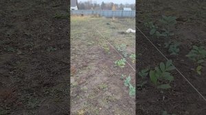 Посадка Лавровишни под зиму!