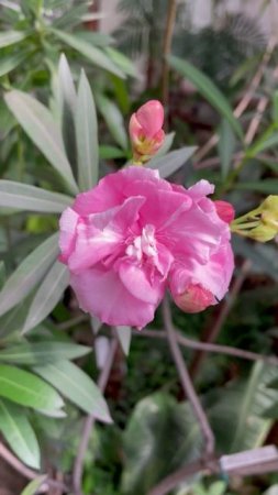 Олеандр махровый #цветы #flowers #nature #garden #цветы #live #love #rose