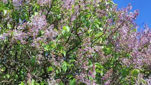 Зацвела сирень. Москва. Май 2025