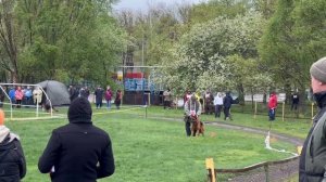 2 Отл. СС НОРД ХАРТВИН Супер Агент +++ №18 / КЧК САМАРА 27 апреля`25 И.Герлеман Моно нем. овчарок