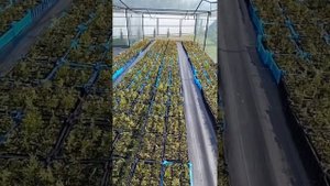 Фузариоз туй, чем лечить. Отзыв о зарубежной закупке с?
