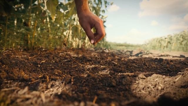 Крупнейший производитель семян гибридного подсолнеч?