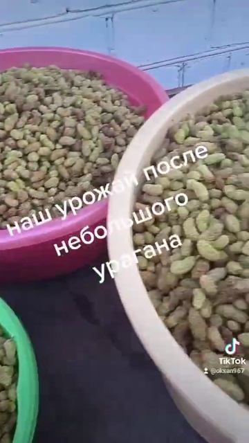 белая шелковица