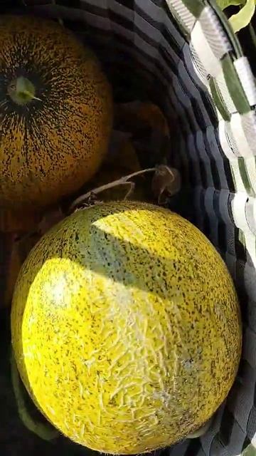 Волшебный Огород Серия 1 смотреть онлайн