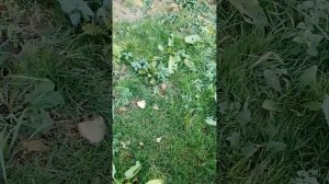 Полевица побегоносная Кроми/ Bentgrass variety Kromi #полевица #К