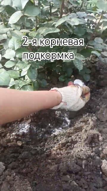 27.04.24г. #розы #краснодар #дачанаюге #советы #подкормки #sh