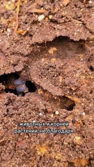 Нулевая обработка почвы = здоровая и плодородная земл?