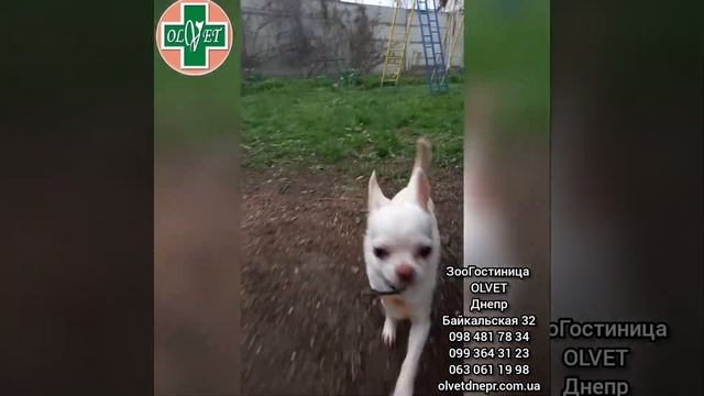 Зоогостиница для чихуа хуа Тоши/ Днепр