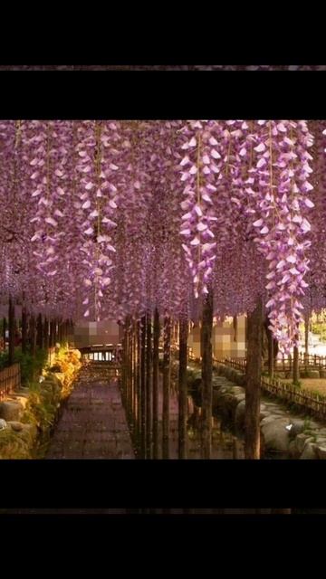 САД И ОГОРОД(4) смотреть онлайн