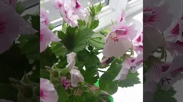 Пеларгония королевская
