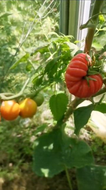 Дача как хобби. Обзор теплицы на 18 июля 2022года. Томаты. смотреть онлайн