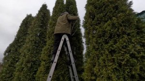 Подготовка туй и туевых шариков к зиме: обвязка растен