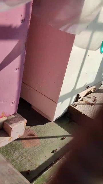 Краснодарский край. 9 марта облет молодой пчелы. 😄 смотреть онлайн