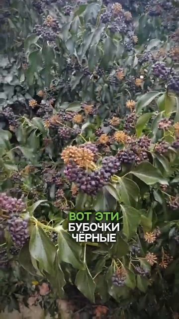 #природа #зеленыйэкран #nature #растения #плющ #ягоды #плод смотреть онлайн