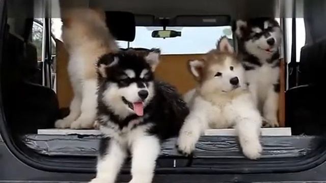 прикольные собачки смотреть онлайн