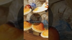 🍄✨ Выращивание грибов на кофейной гуще – это не толь
