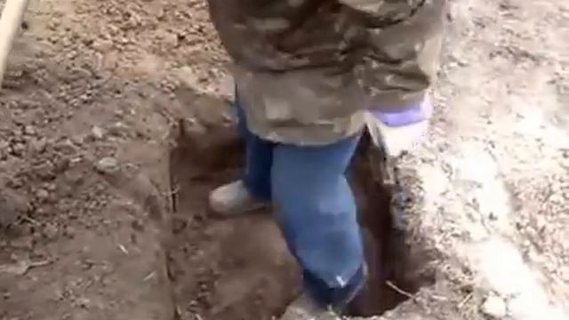 Правильная посадка винограда