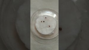 Опыт отрицательный с семенами от ИП Григорьева.