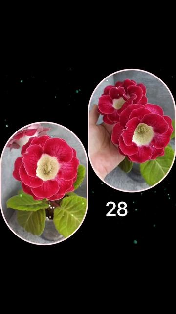Сеянец из моих семян #глоксиния #глоксиниипочтой