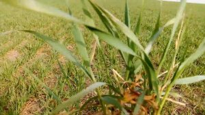 Сорт  ШКОЛА   оз пшеница  элита  первая  фунгицидная  ге?