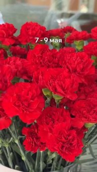 БЕСПЛАТНЫЕ ГВОЗДИКИ НА 9 МАЯ