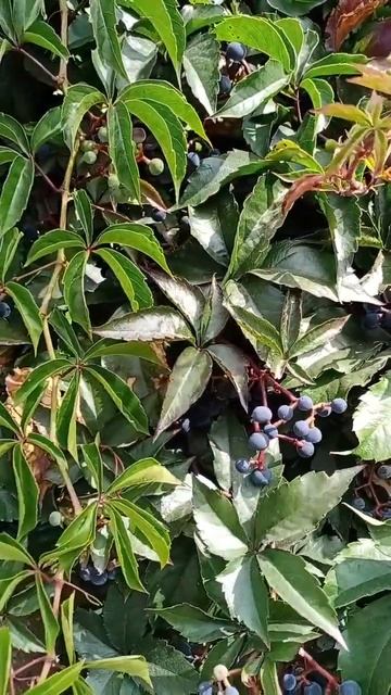Дикий виноград красивое плетистое растение 🌿 смотреть онлайн