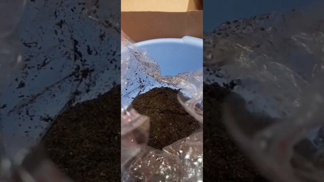 Купила набор для выращивания Грибов Вешенок(1часть)