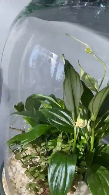 Флорариум купить в воронеже #купитьфлорариумворонеж # смотреть онлайн