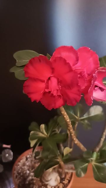 Адениум из семян. Махровый, ароматный красавец